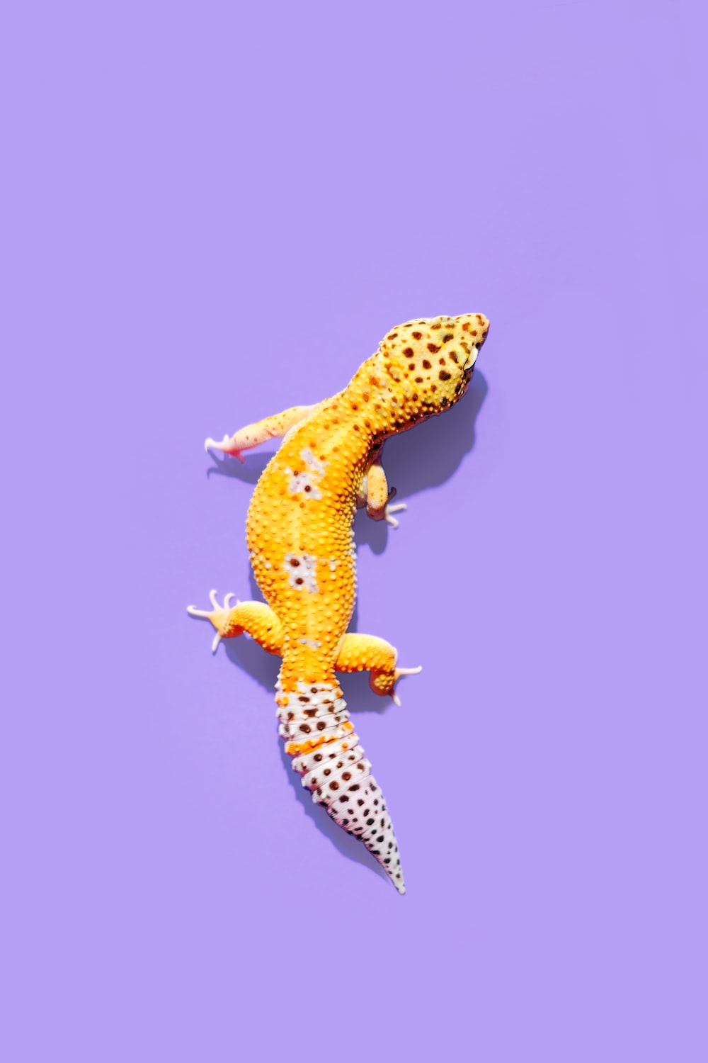 Download Free 100 + leopard gecko wallpaper Wallpapers