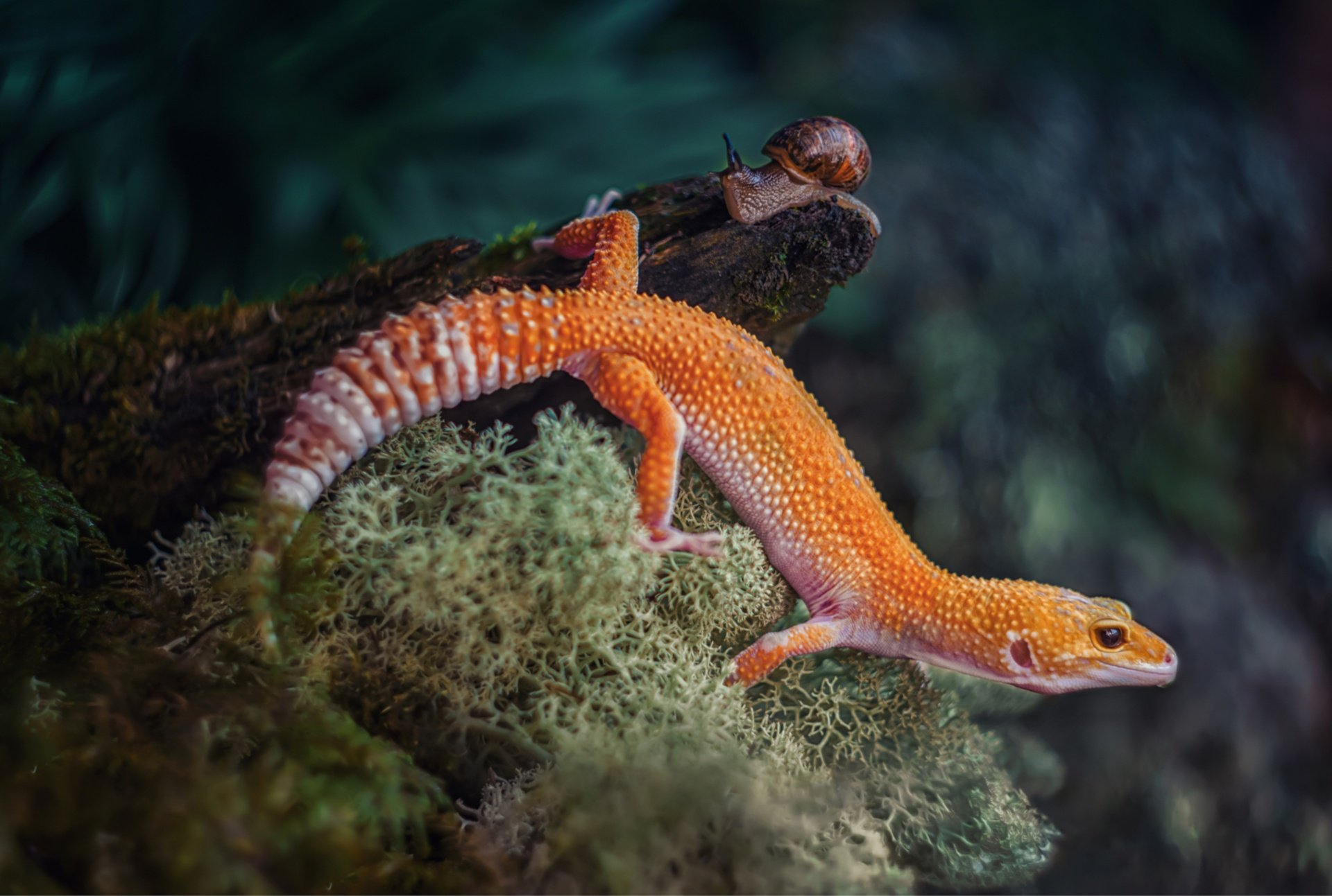 Download Free 100 + leopard geckos Wallpapers