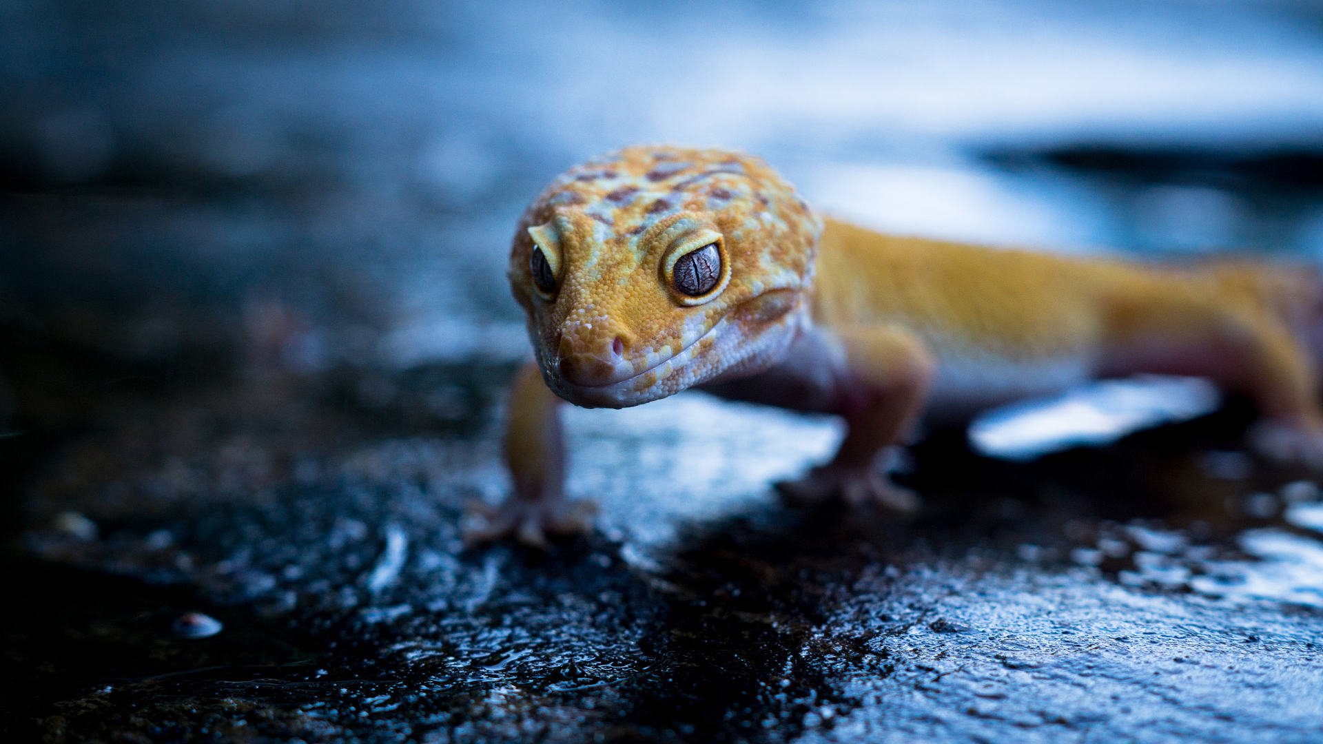 Download Free 100 + Leopard Geckos Wallpapers