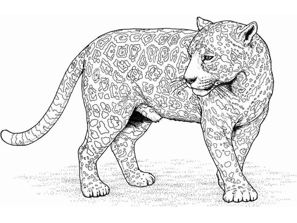 Leopard coloring pages printable for free download