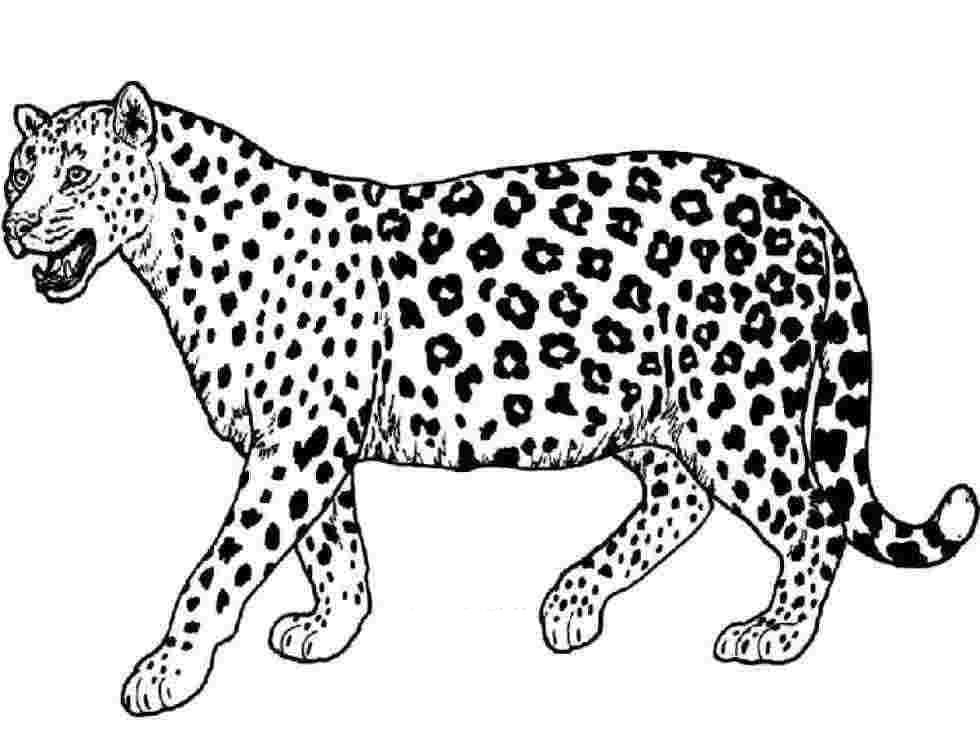 Leopard coloring pages printable for free download