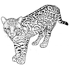 Top free printable leopard coloring pages online pages ã colorier des animaux coloriage chat ã imprimer coloriage chat