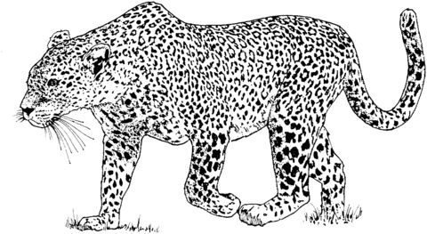 Leopard coloring page from leopards category select from printableâ animal coloring pages free adult coloring pages animals for kids