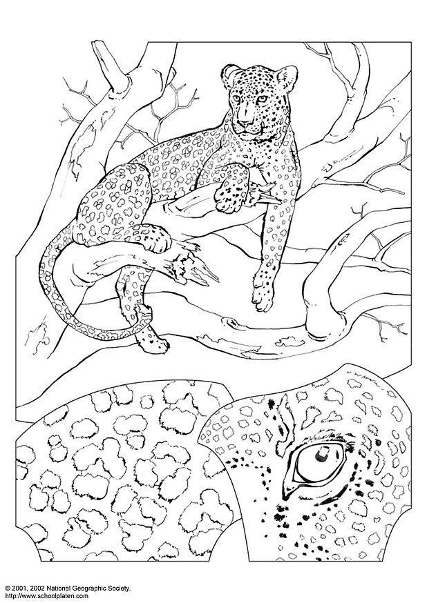 Coloring page leopard