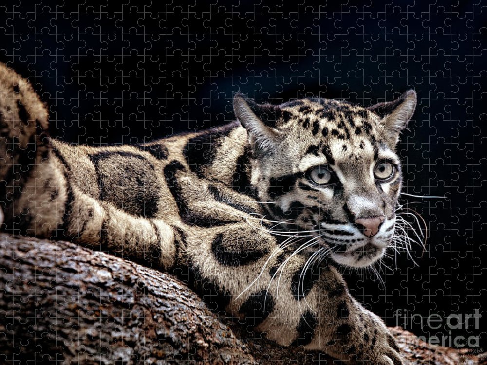 Clouded leopard art jigsaw puzzle by david millenheft