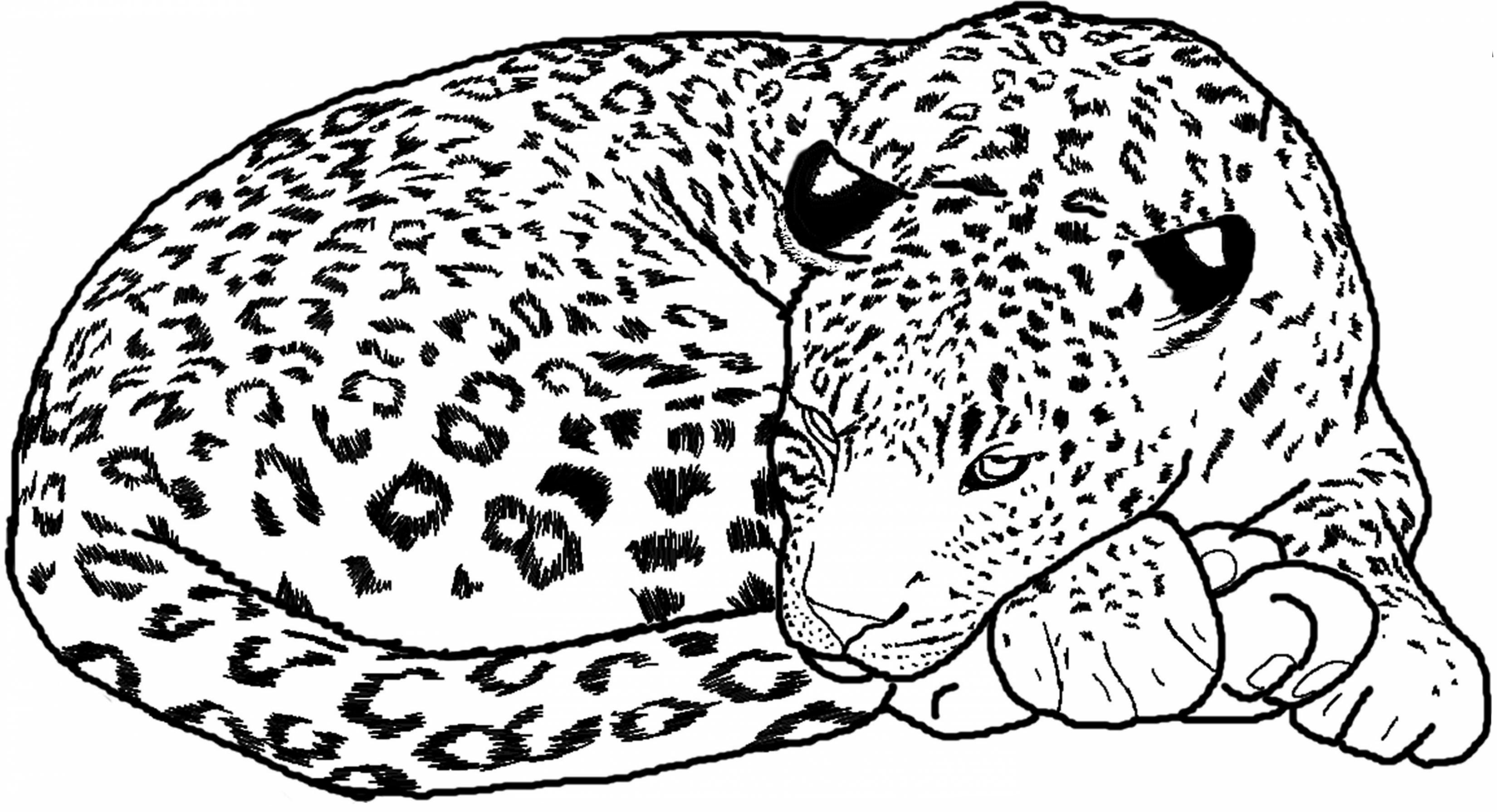 Leopard coloring pages