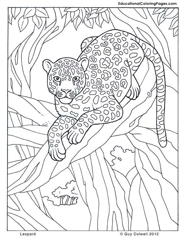 Roaring fun leopard jungle coloring page