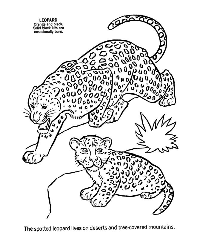 Leopard coloring pages