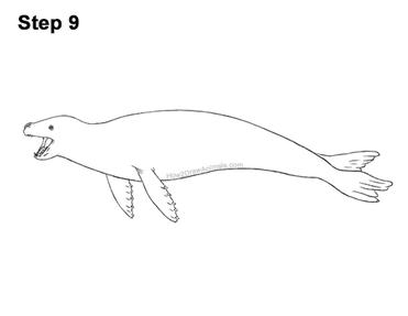 How to draw a leopard seal video step