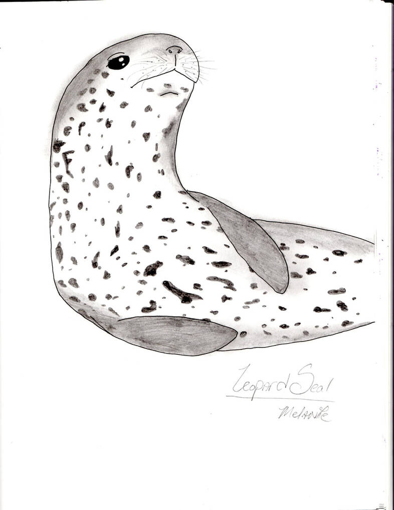 Leopard seal by itsgooseu on