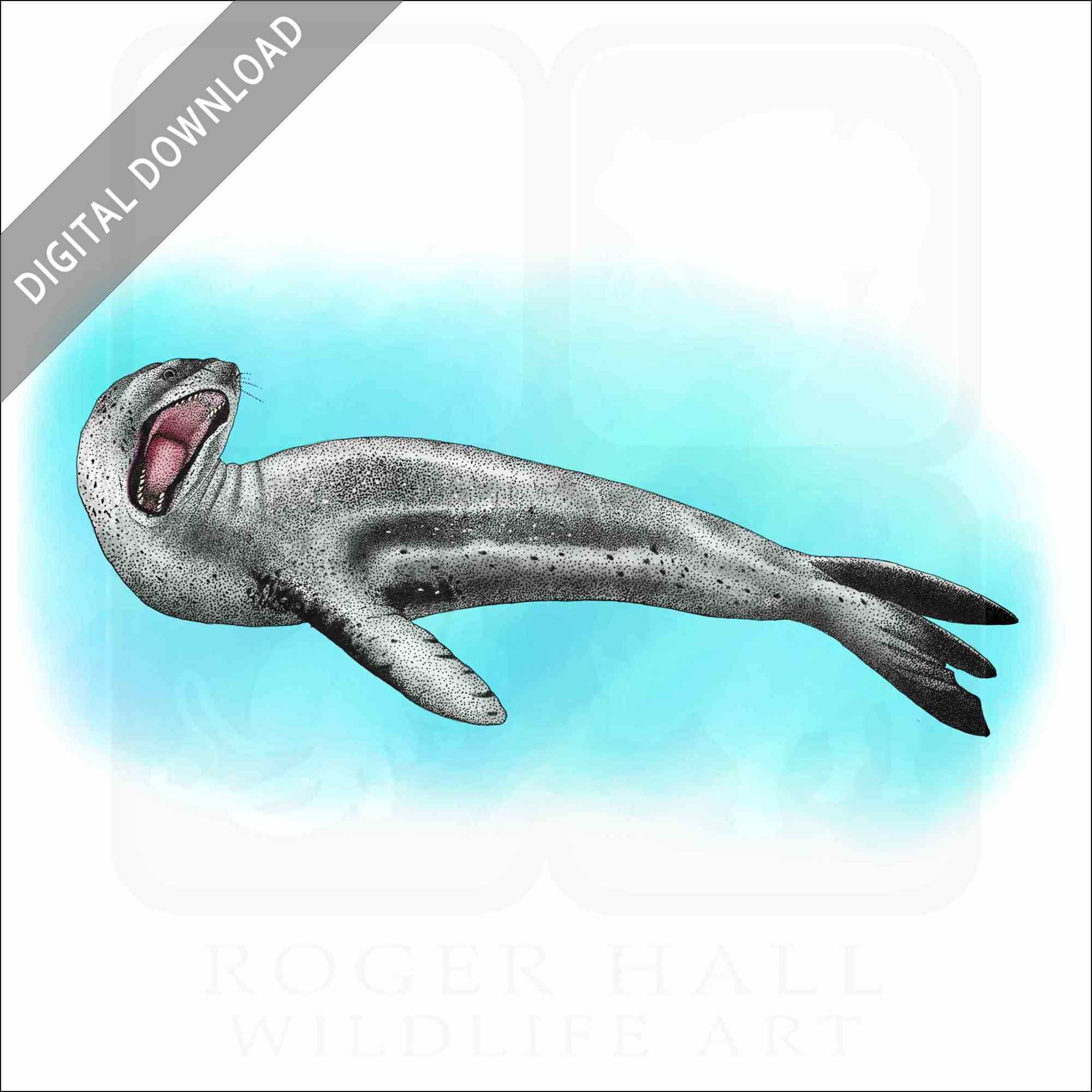 Stock art drawing of a leopard seal