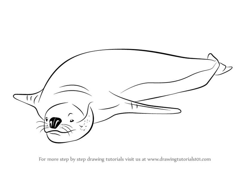 How to draw a leopard seal seals step by step