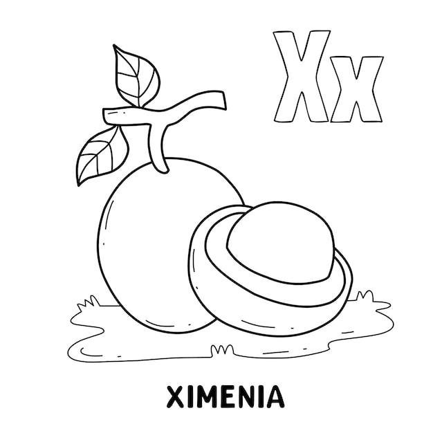 Premium vector alphabet fruit ximenia for coloring with word hand drawn letter fruit cartoon