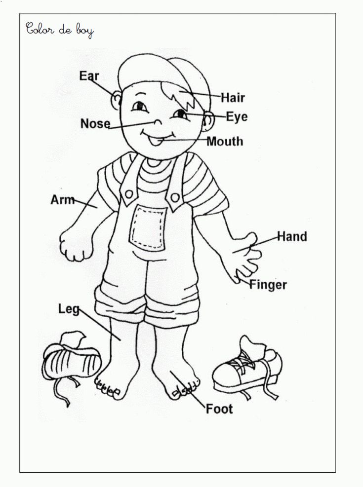 Printable coloring pages body parts preschool body parts for kids preschool coloring pages