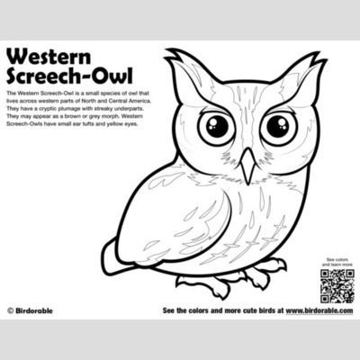 Wtern screech