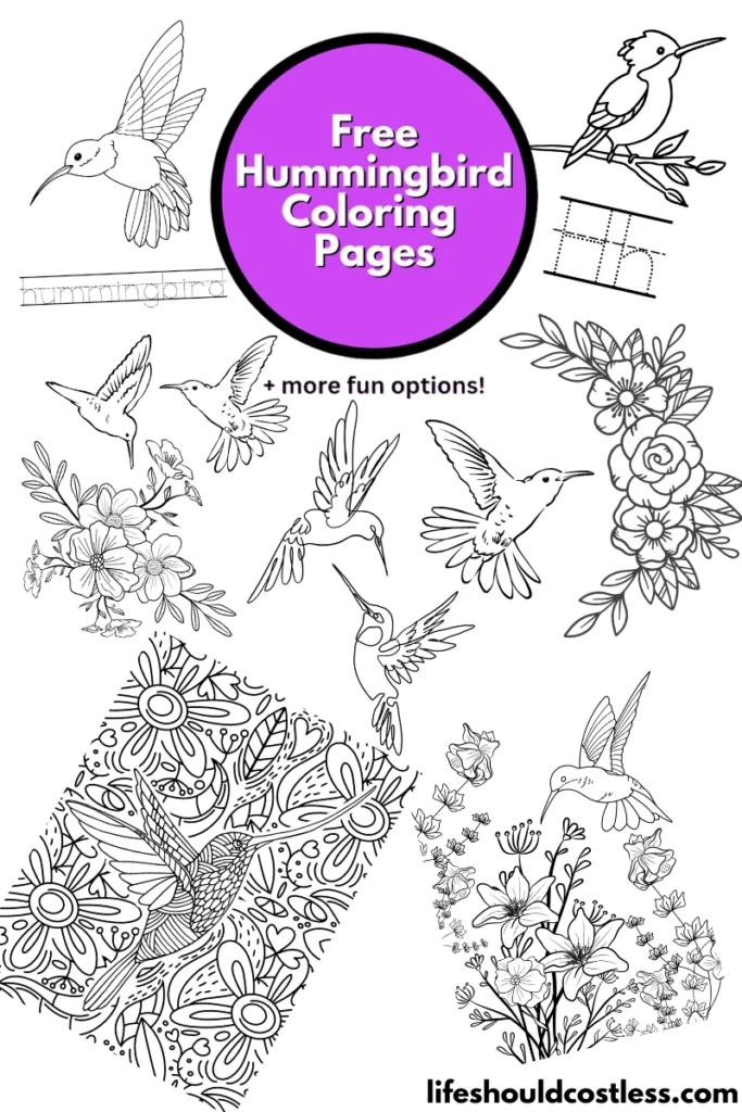 Hummingbird coloring pages free printable pdf templates