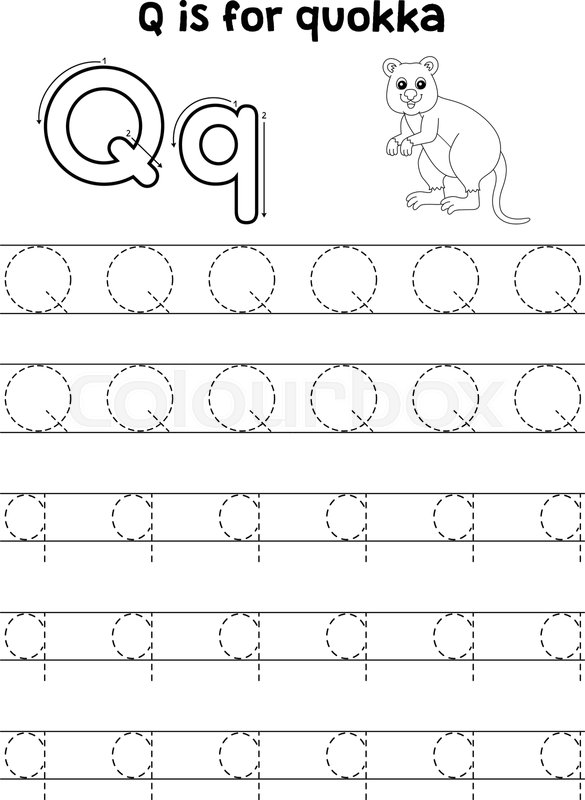 Quokka animal tracing letter abc coloring page q stock vector