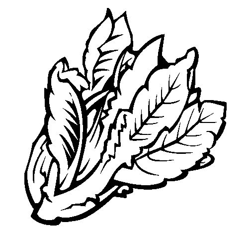 Lettuce ii coloring page