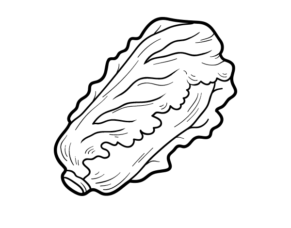 Romaine lettuce coloring page