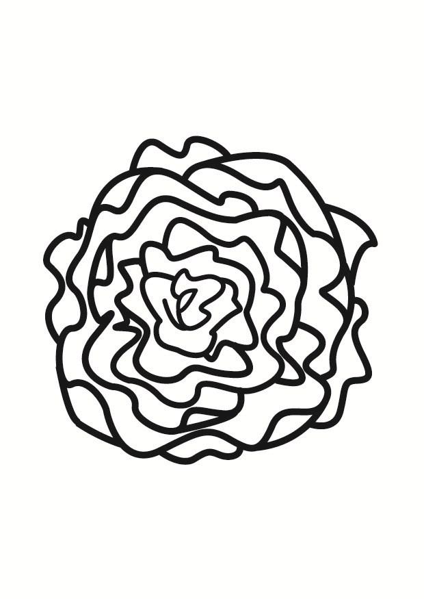 Coloring page lettuce