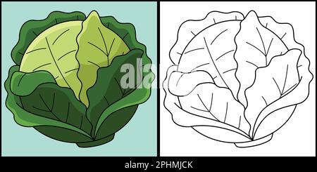 Cabbage vegetable coloring page illustration stock vector image art