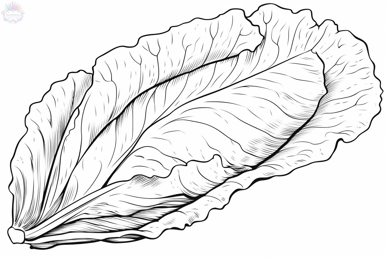 Lettuce coloring pages