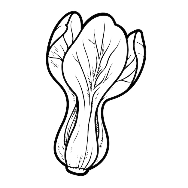 Premium vector lettuce salad linear drawing on white background