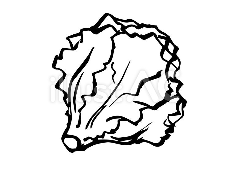 Free vectors black and white lettuce