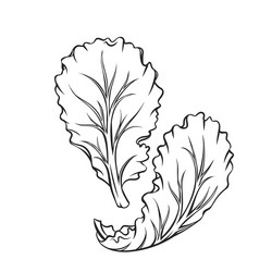 Lettuce outline vector images over