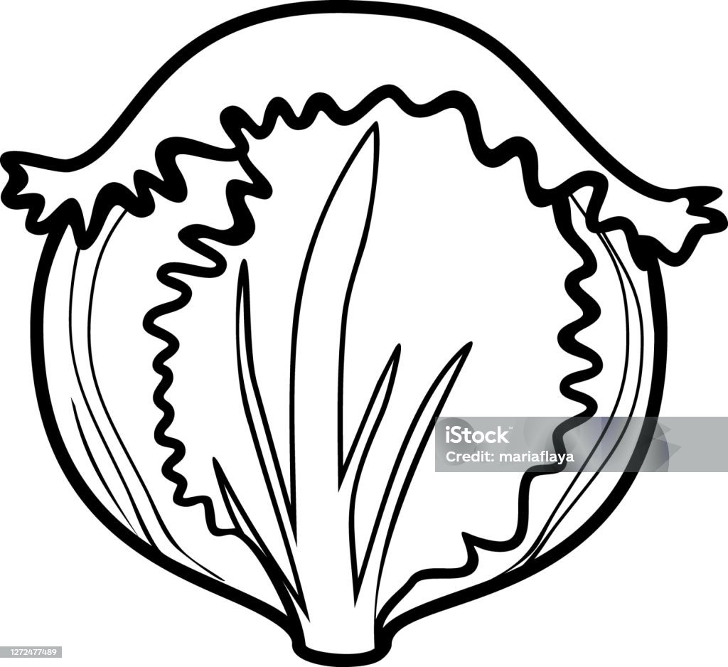 Coloring page with iceberg lettuce isolated on white background stock illustration