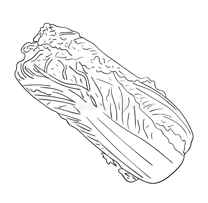 Coloring pages chinese cabbage black white coloring pages