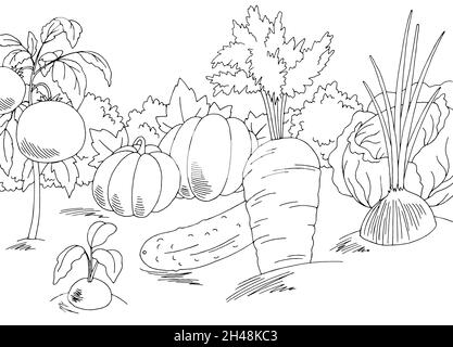 Black and white cartoon illustration of cabbage or lettuce for coloring book stock vector image art