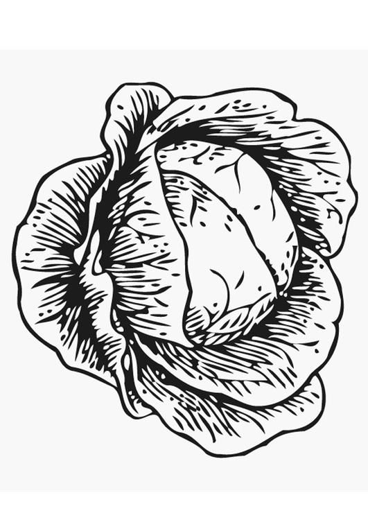 Coloring pages cabbage coloring pages for kids