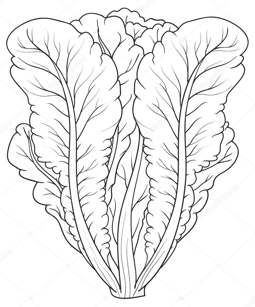 Sketch illustration of lettuce stock vector by kopirin