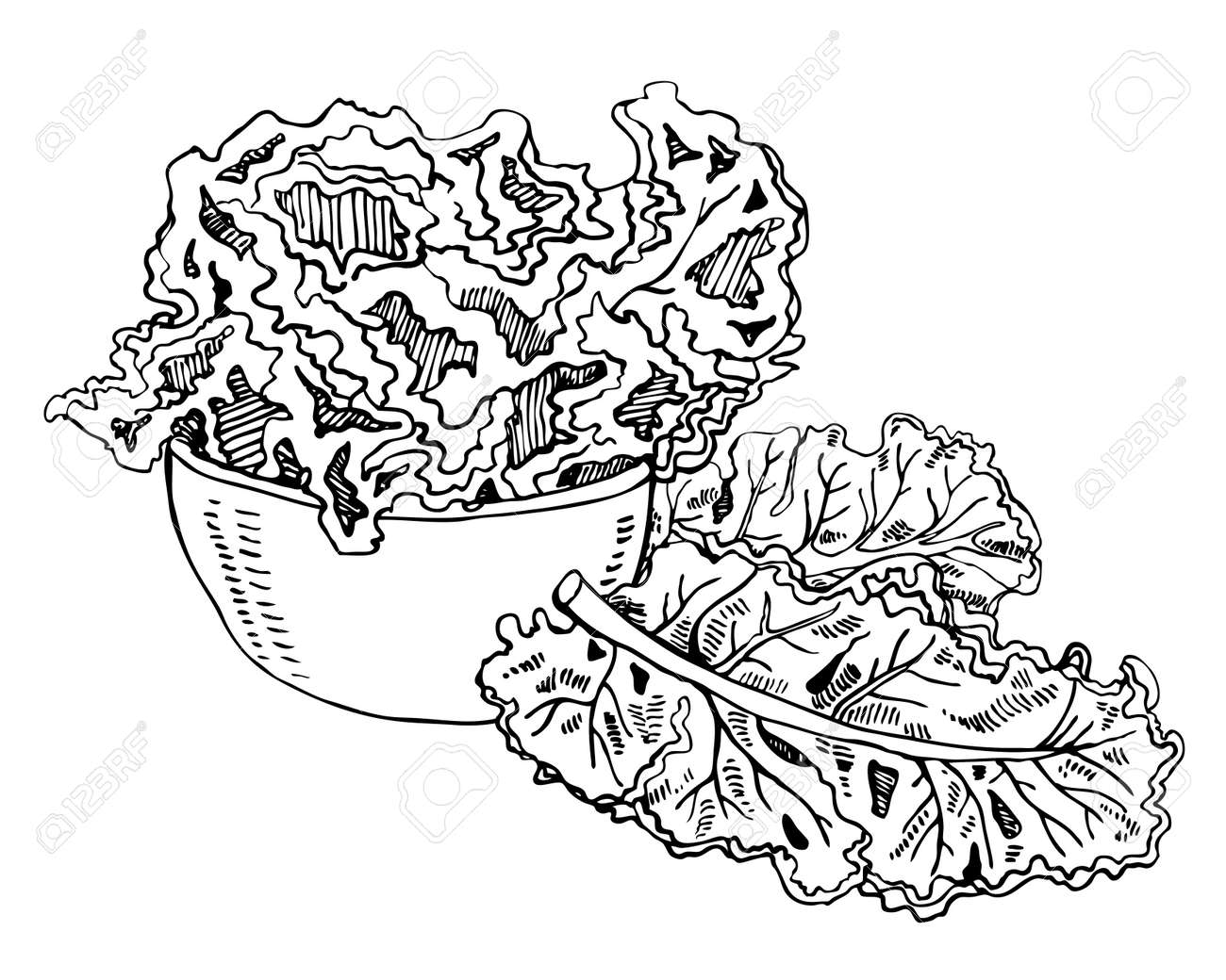 Position with kale cabbage leaves in a bowl hand drawn outline vector sketch illustration black on white background royalty free svg cliparts vectors and stock illustration image