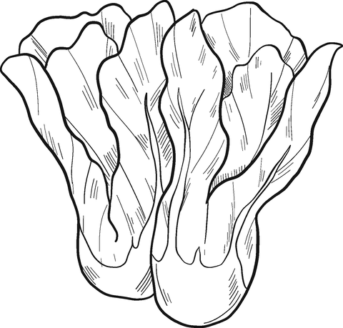 Lettuce coloring page free printable coloring pages