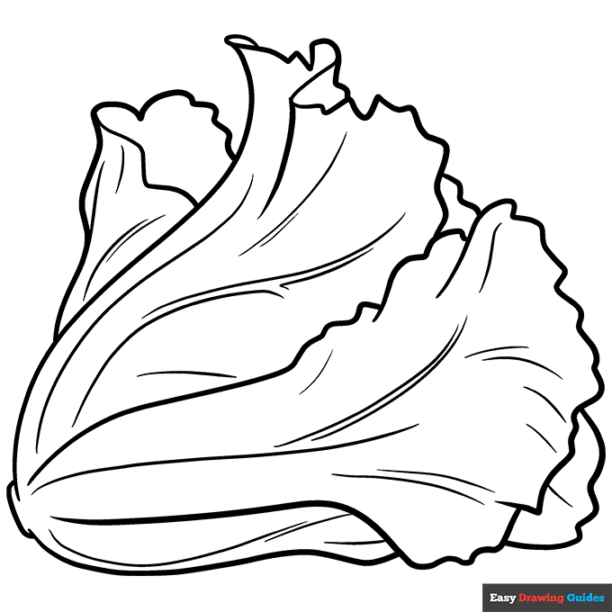 Lettuce coloring page easy drawing guides