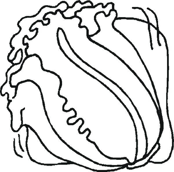 Lettuce coloring pages