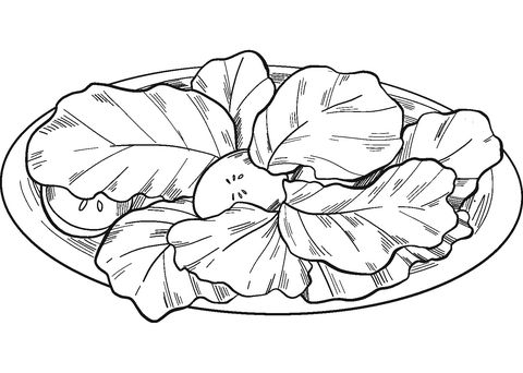 Lettuce salad coloring page lettuce salad coloring pages lettuce