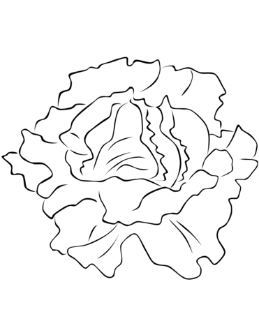 Lettuce coloring page free printable coloring pages leaf coloring page free printable coloring coloring pages