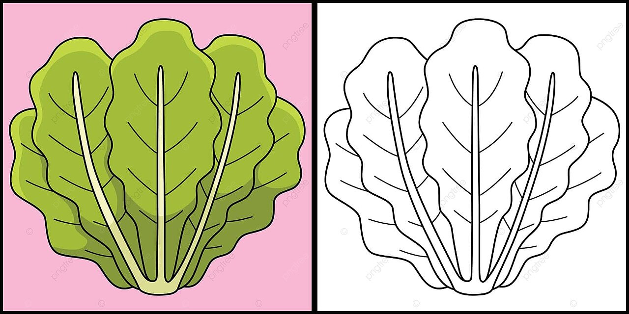 Romaine lettuce vegetable coloring illustration cartoon coloring book colouring book vector car drawing cartoon drawing book drawing png and vector with transparent background for free download