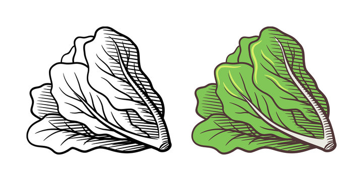 Lettuce drawing images â browse photos vectors and video