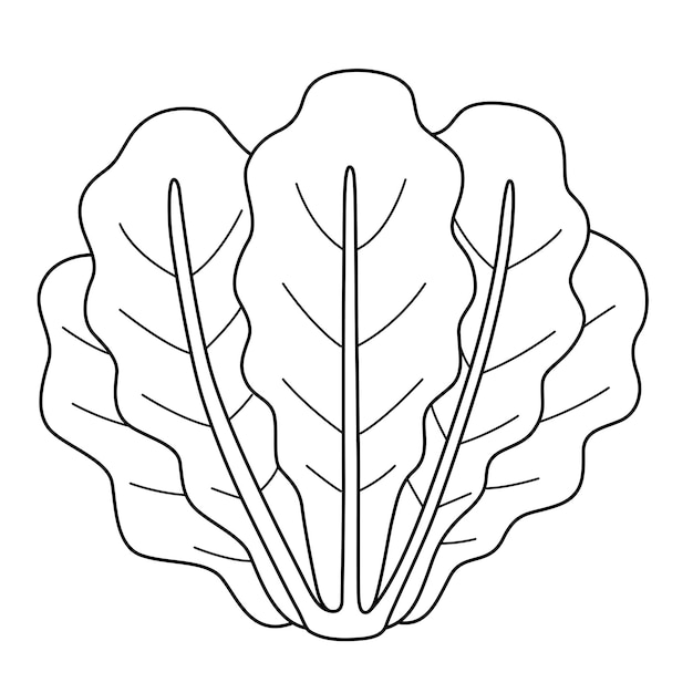 Premium vector romaine lettuce vegetable isolated coloring page