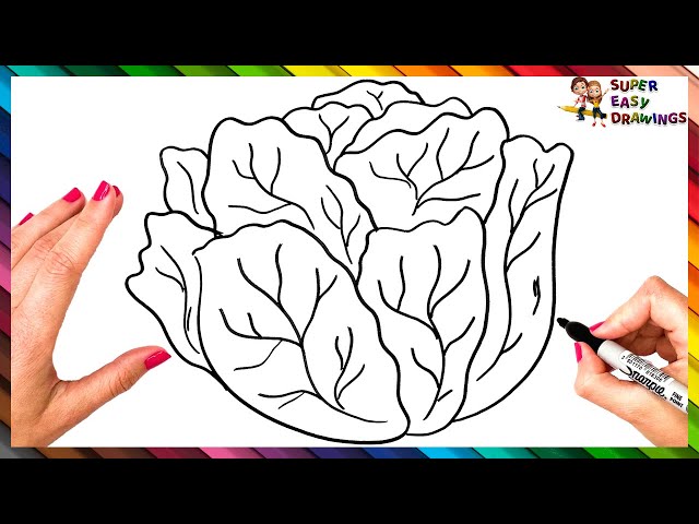 How to draw a lettuce step by step ð lettuce drawing easy