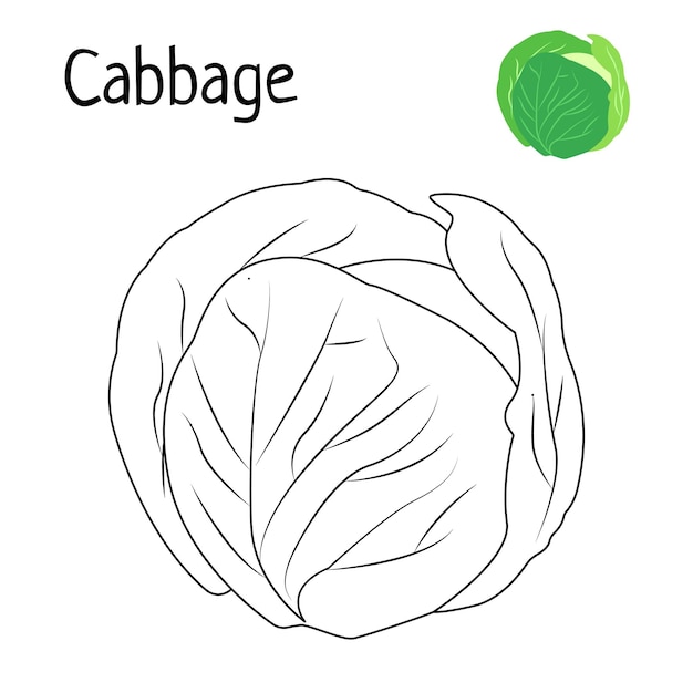 Premium vector vegetables cabbage coloring pages for kids