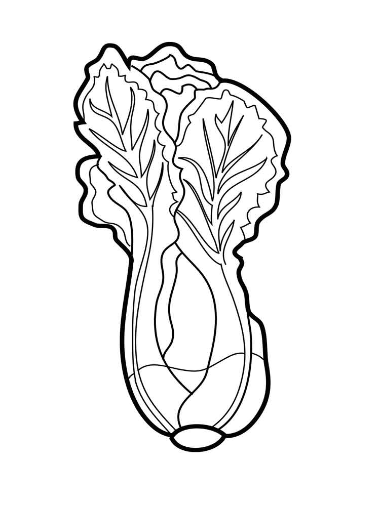 Lettuce coloring pages