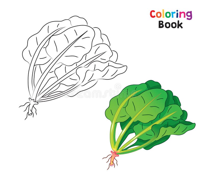 Lettuce coloring stock illustrations â lettuce coloring stock illustrations vectors clipart