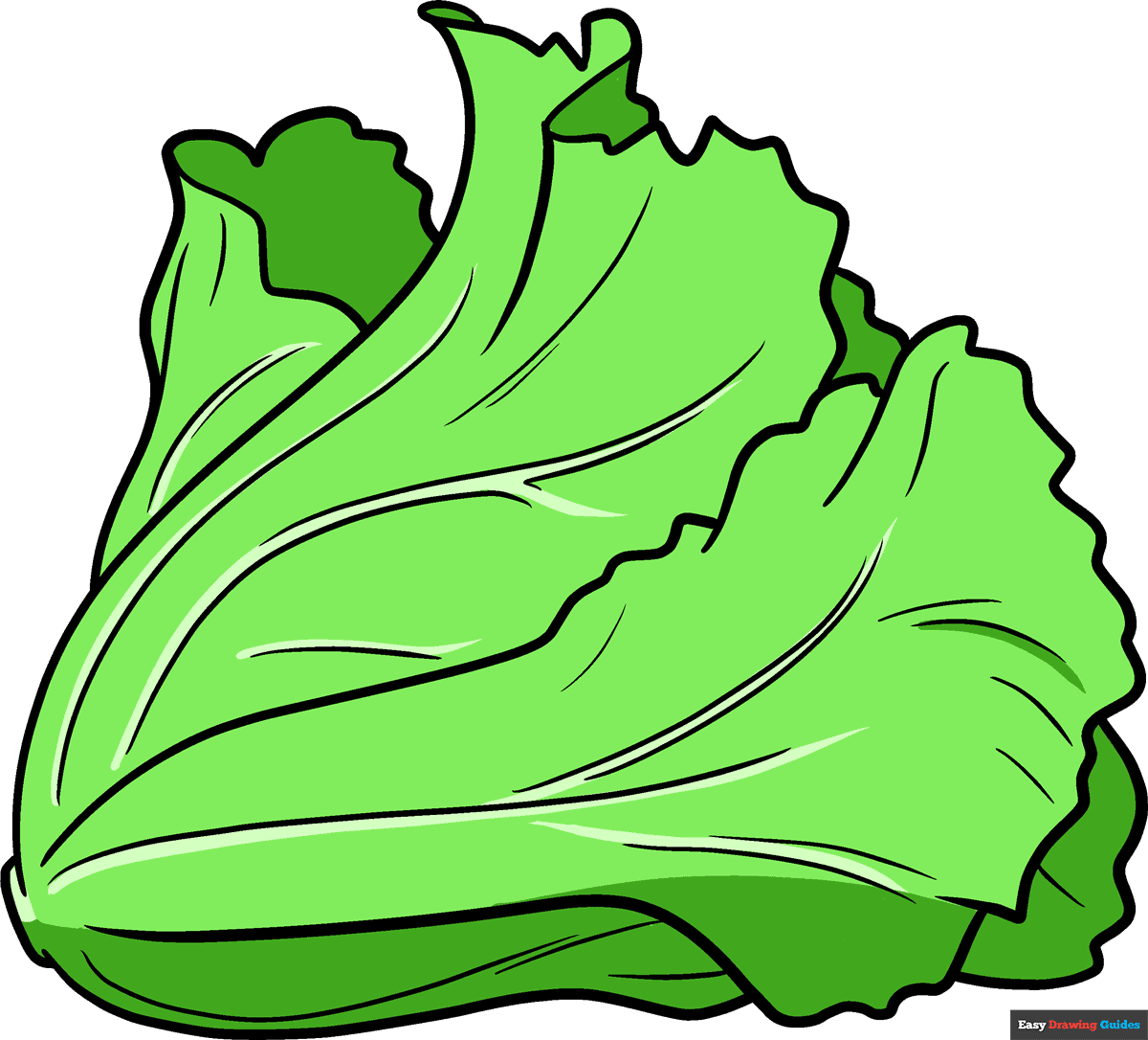 How to draw lettuce