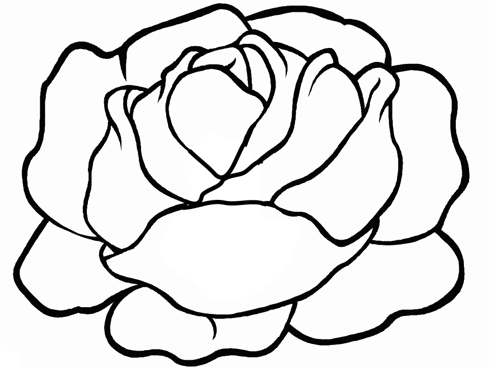 Lettuce coloring pages