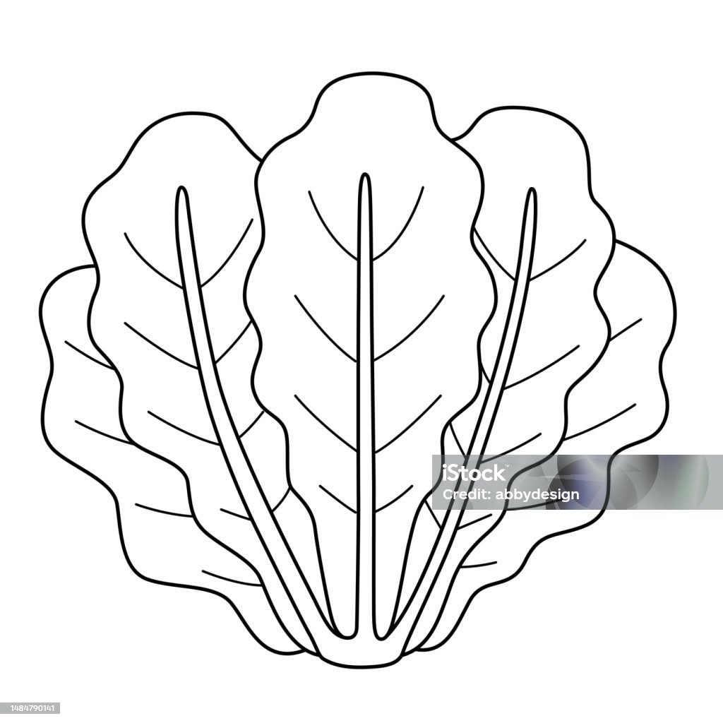 Romaine lettuce vegetable isolated coloring page stock illustration